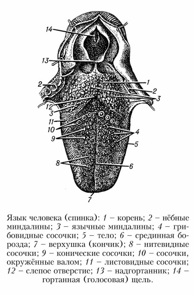 68811